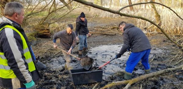 Pracownicy Wodociągów Miejskich i ekolodzy przenieśli żaby i skrzek z Borek w dolinę Kosówki