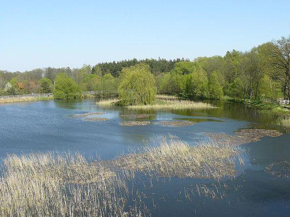 Fot. Klub Przyrodników Regionu Radomskiego: www.przyroda.radom.pl 