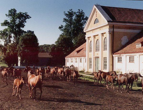 Fot. stadnina koni w Kozienicach