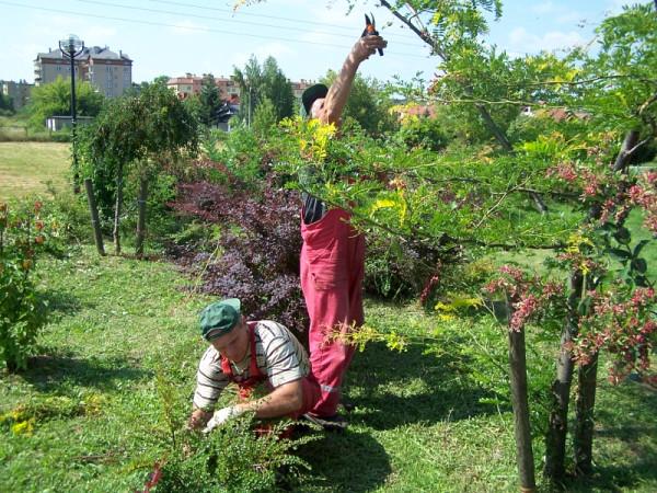 Pracownicy Zakładu Usług Komunalnych dokonują przycinki pielęgnacyjnej drzew i krzewów.
 