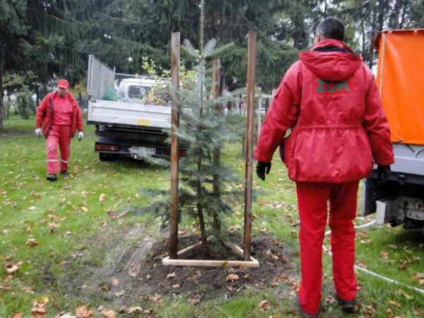 Pracownicy ZUK rozpoczęli jesienne nasadzenia drzew i krzewów w parku na Glinicach. Nowe rośliny zas