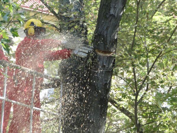 Pracownicy Zakładu Usług Komunalnych wykonują cięcia pielęgnacyjne drzew na terenie Radomia. (ARCHIW