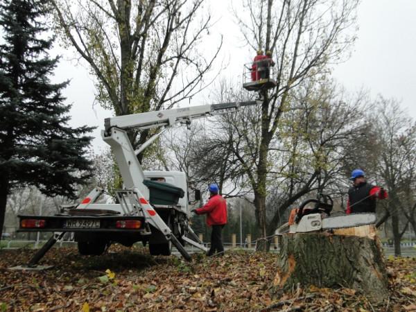 Zakład Usług Komunalnych rozpoczął jesienne prace pielęgnacyjne w drzewostanie znajdującym się na te