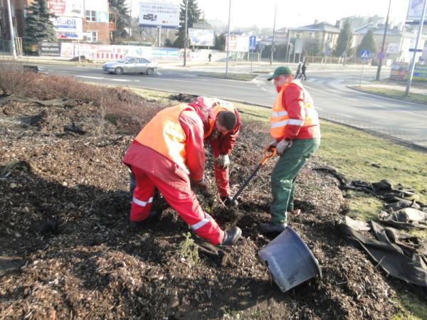 Wykopywane rośliny z ronda u zbiegu ulic Limanowskiego, Narutowicza i Mariackiej ozdobią rondo u zbi