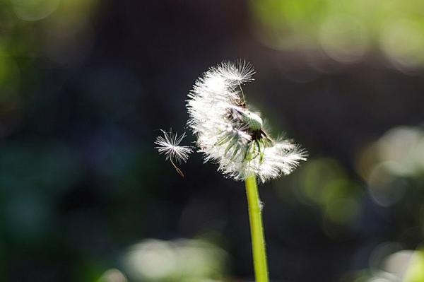 fot. Dorota Wólczyńska
źródło:www.fotoklubradom.strefa.pl