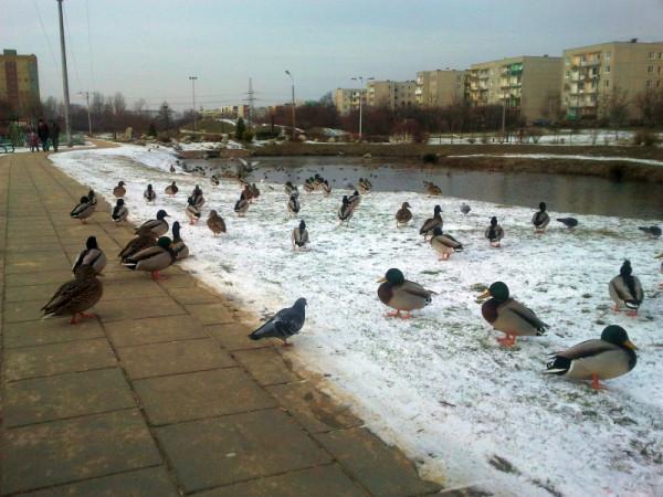 Kaczki w parku na Gołębiowie