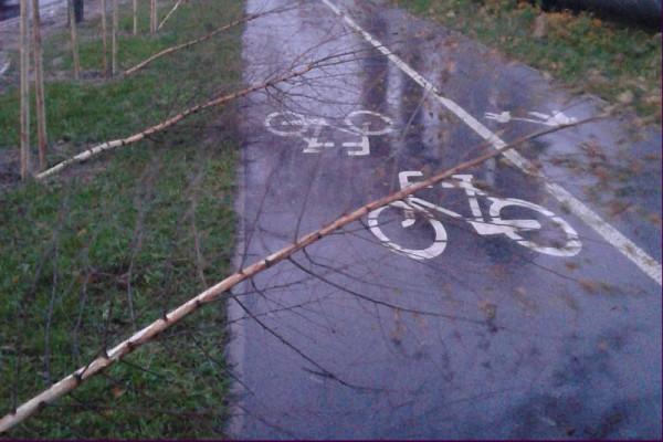 Większość z posadzonych drzewek została powalona. Foto: Jadwiga Skowrońska 