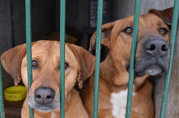 Poza zbiórką, każdy też może pomóc adoptując psa